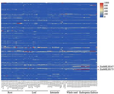 Pleiotropic ZmICE1 Is an Important Transcriptional Regulator of Maize Endosperm Starch Biosynthesis